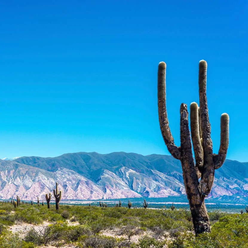 Le Parc National Los Cardones et ses cactus géants dans la province de Salta en Argentine