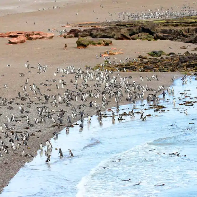 Une colonie de manchots de Magellan sur une plage de la réserve faunique de Punta Tombo