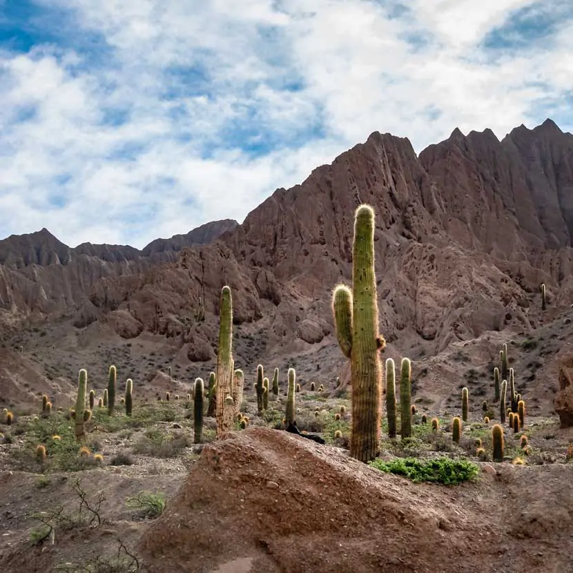 Les cactus de la Quebrada del Toro en Argentine