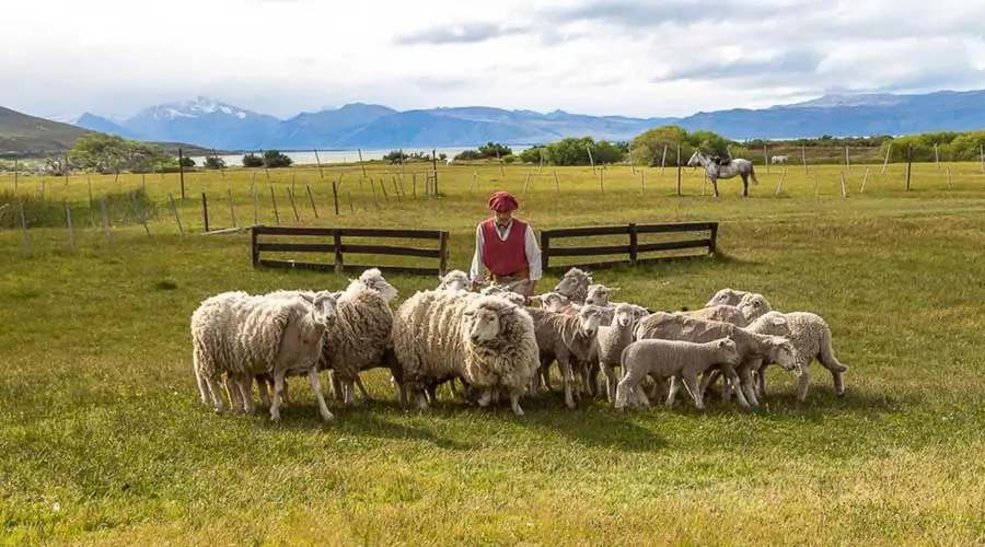 Moutons de l’auberge El Galpon del Glaciar à El Calafate en Argentine